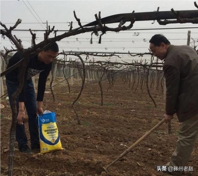 树苗怎么种,果树苗怎么种植成活率高？