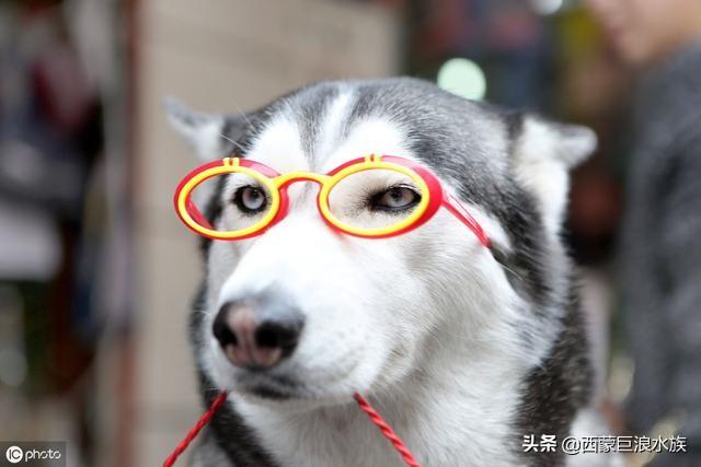 什么中小型犬好养:什么狗既温顺又聪明还要体型小(好养，不娇气）？