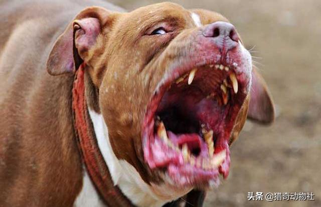 成年的北美大灰狼有多么厉害？可以打得过比特犬吗？为什么？