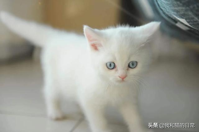 蓝猫咕噜噜:猫怎么那么喜欢让人抱着，且抚摸时它还发出呼噜咕咕的声音？