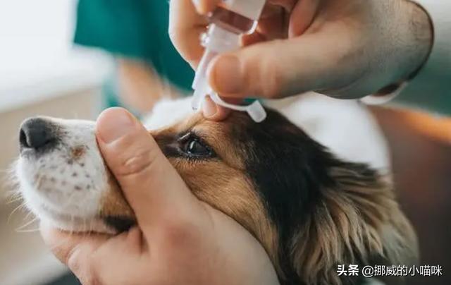 可卡幼犬流眼泪:狗狗为什么总是爱流眼泪？
