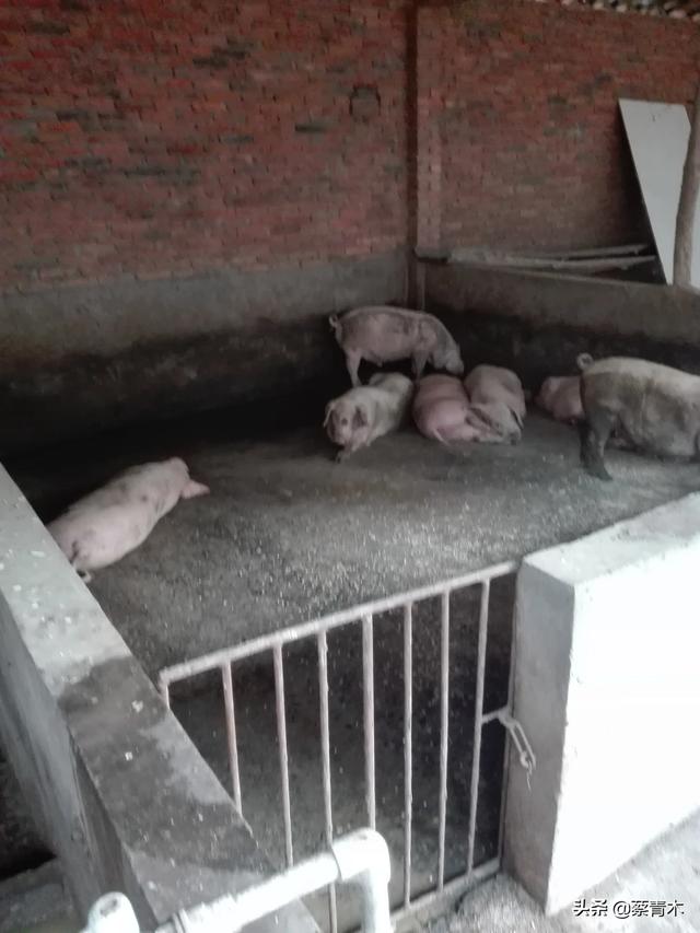 百度一下猪的正常体温是多少度:100多斤的猪正常体温多少度 母猪发热40度不退烧怎么办？