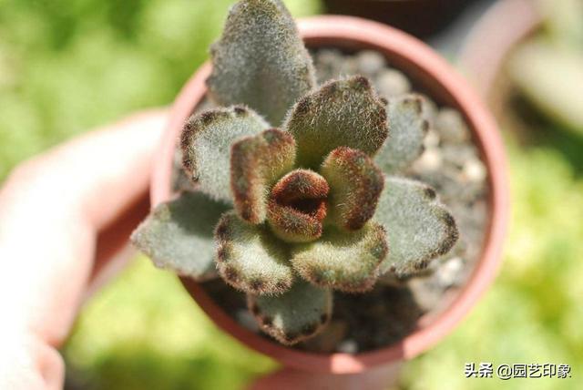 多肉植物种类作文:养多肉，哪些品种你最喜欢？