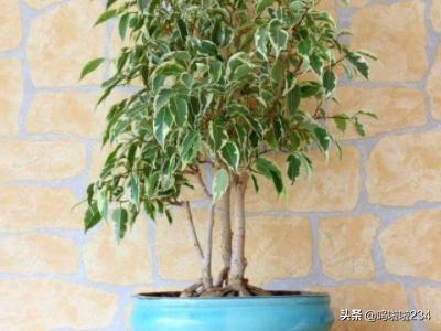 室内净化空气植物盆栽:十大净化室内空气的植物？