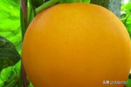 伊丽莎白瓜怎么吃:怎么挑新鲜水果——怎么挑伊丽莎白瓜？