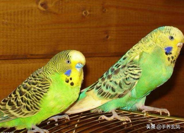 混种金刚鹦鹉出售:哪些品种的鹦鹉会说话，大概多少钱可以买到？ 哪里能弄到金刚鹦鹉
