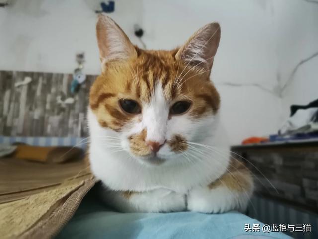 可爱宠物小猫咪:你们家的小猫咪晚上喜欢爬上你的床吗？ 我家的小宠物小猫咪