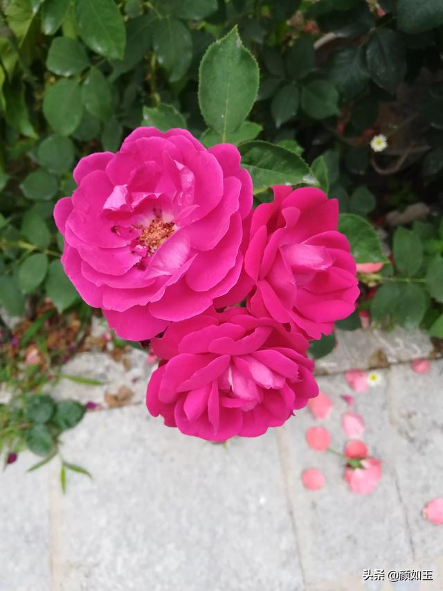 头条问答 花卉 花盆 盆栽 帮忙起个店名 谢谢 11个回答