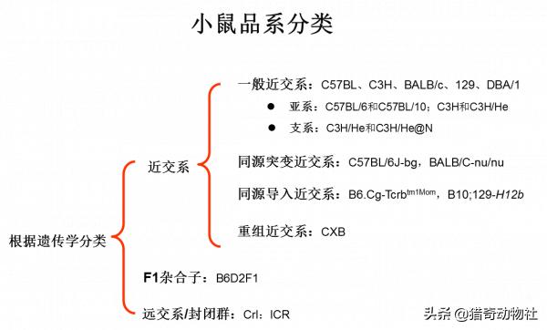动物交配图:动物是怎样避免近亲结婚交配的？