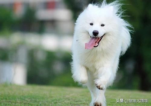 宠物健康知识问答:如何知道泰迪犬的健康状态？