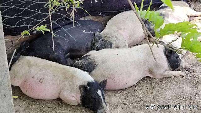 泰国小香猪能活多久:两年的香猪公猪肉好吃吗？