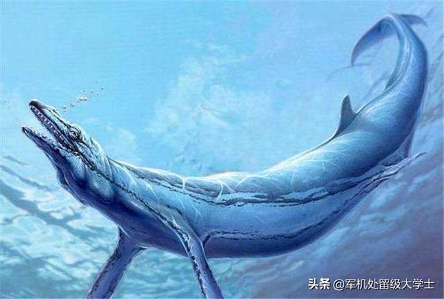 大白鲨vs灰鲭鲨:鼠白鲨的天敌有哪些？有何依据？