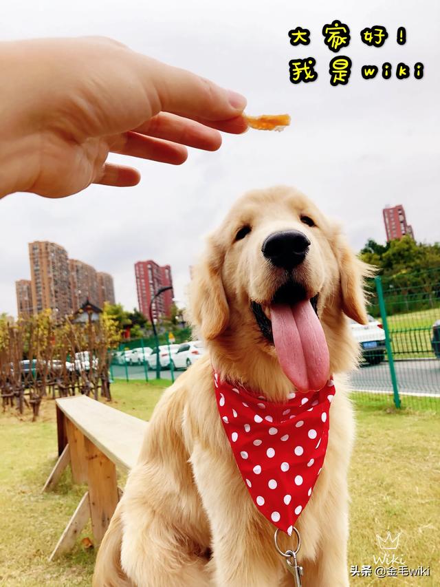 宠物店的金毛犬好养吗:金毛犬、贵宾犬（泰迪）哪个好养？