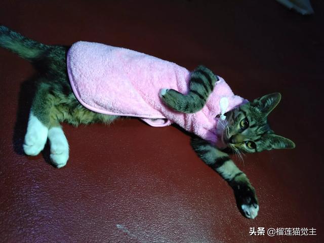 外国评价中国狸花猫:你见过最漂亮的狸花猫是什么样子的？