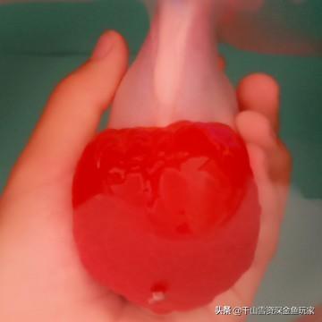 锦鲤 鱼缸尺寸:60的上循环带盖鱼缸，养7条15CM的锦鲤，挤不挤？