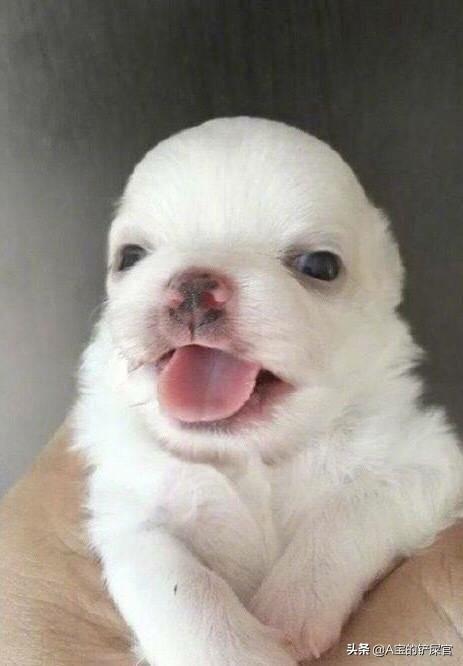 一个月大的蝴蝶犬好养吗:一个月大的小奶狗怎么养活？