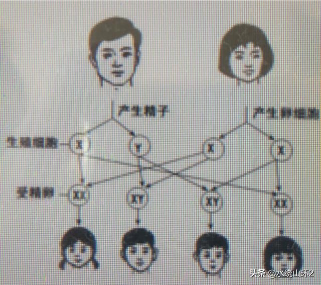 伴x隐常见遗传病:某些家族基因传男不传女的说法科学吗？