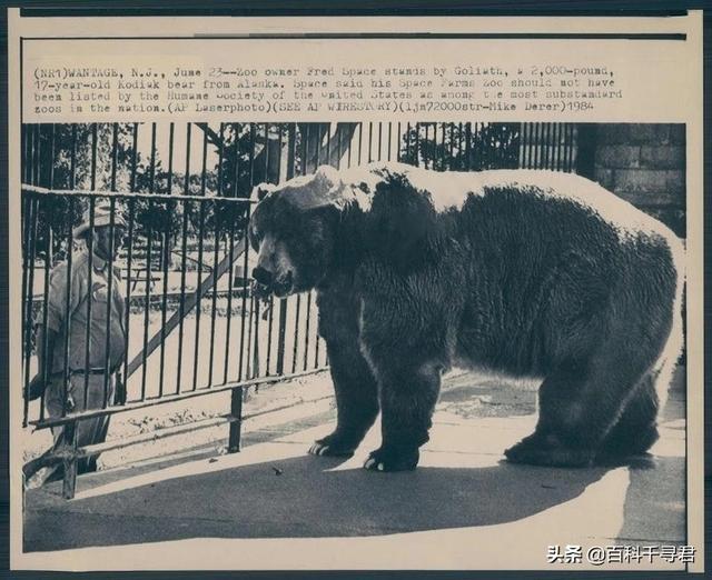 棕熊战斗力什么水平，北美棕熊和北极熊哪个体型大、战斗力强