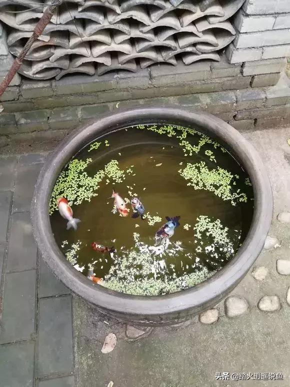 兰寿金鱼的饲养方法视频:一米五的鱼缸五条金鱼，不开过滤可以吗？