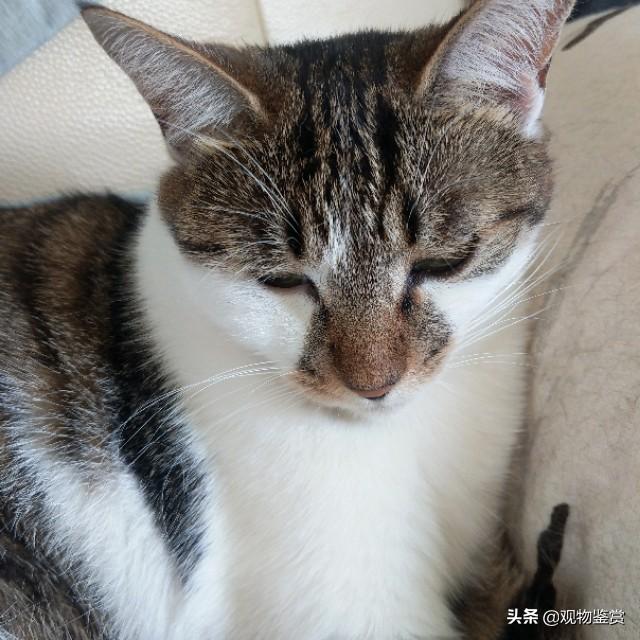 猫咪不能吃什么,猫肉不能和什么一起吃?的？