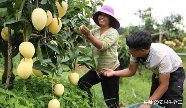 高乐蜜芒果好吃吗，2020年的七月份田东芒果会有好价格吗