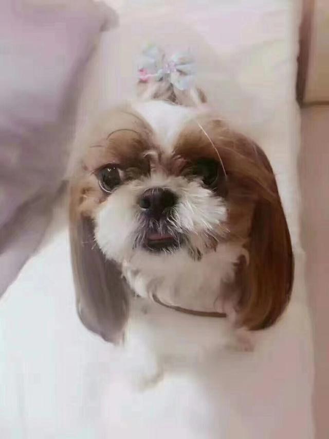 萌狗狗:养只西施犬怎么样？萌不萌？