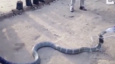 蓝长腺珊瑚蛇是眼镜蛇吗:什么东西能引起毒蛇暴躁咬人？
