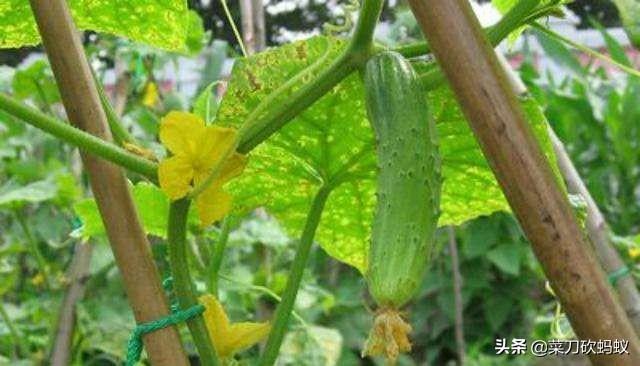 黄瓜最佳种植时间是什么时候，秋黄瓜什么时间种长得又多又好，还又顺溜？