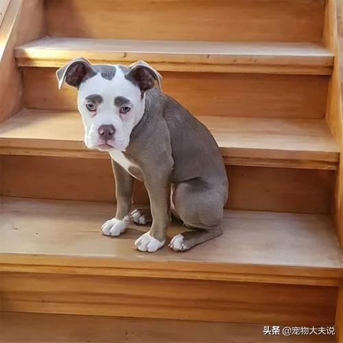 狗狗生细小是什么病患者:狗狗生细小病是什么症状 狗狗得了细小的前期反应是什么？怎么判断呢？
