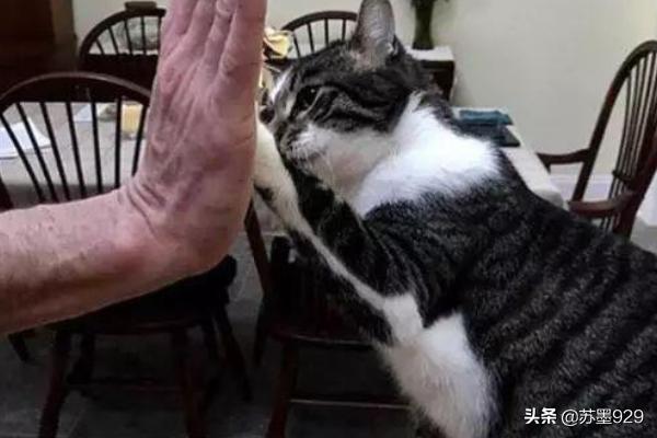 猫训练:四种方法训练猫咪乖乖听话？ 猫训练上厕所