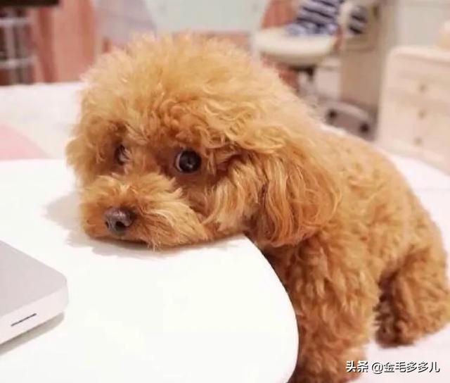 宠物狗品种图片:你觉得世界上最好的宠物狗是哪一种？有何依据？