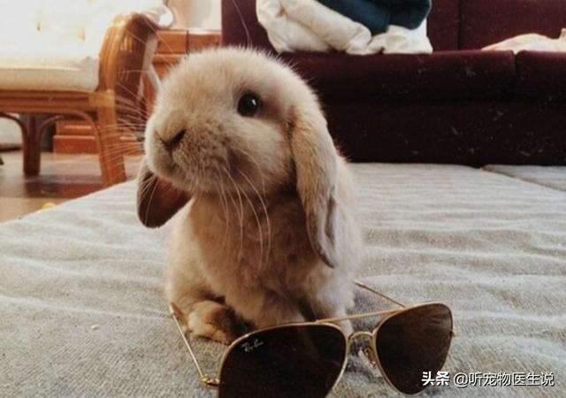 犬虫净驱球虫效果好吗:甲硝唑能治兔子球虫病吗？