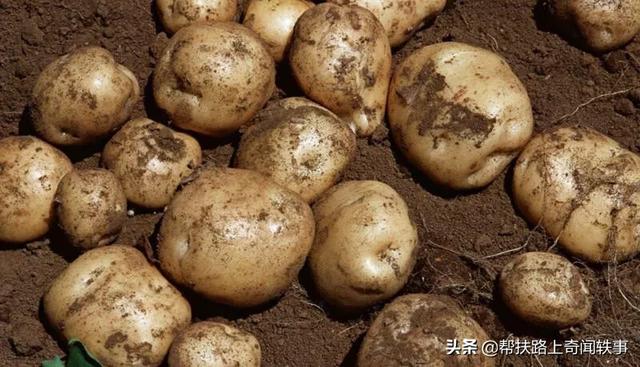 市面上的土豆越来越大，究竟和膨大剂有没有关系？你会吃吗？插图3