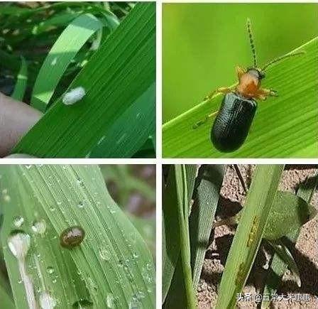 灰背铁线蕨:铁线蕨叶子枯黄，怎么解决？