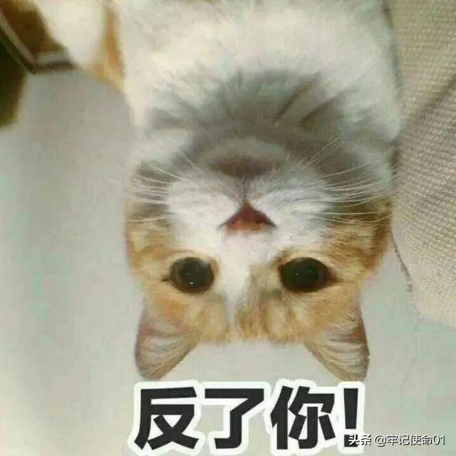 猫猫包袋(猫猫包袋直播)