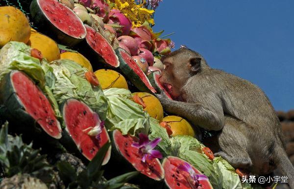 小猴吃香蕉(小猴吃香蕉图片)