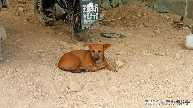 小土狗为啥会看家:农村土狗为什么喜欢在深夜乱叫？背后有什么原因吗？