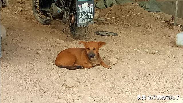 农村说的土狗子是什么:农村老人常说，家养的土狗有三类，你知道是哪三个类型吗？