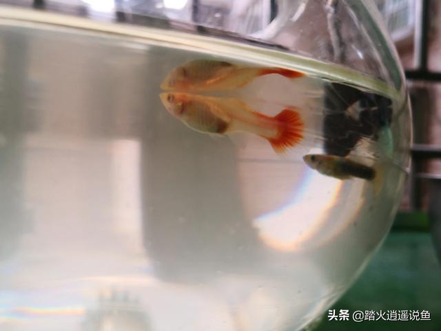 霓虹灯鱼突然死亡:家里刚养了近20条鱼，为什么没过几天就死了五六条？