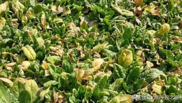 引起蔬菜黄叶的原因是什么?如何预防?