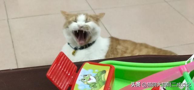 折耳猫踩奶是什么意思:猫往人身上蹭是什么意思？