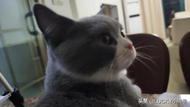 学知猫购买:有在网上买宠物的吗？怎么样？