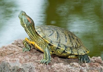 世界上最大的乌龟:千年神龟真的存在吗？世界上最大的乌龟有多大？