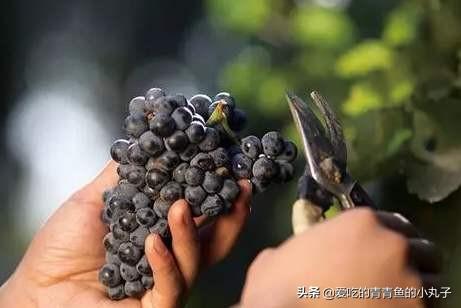 葡萄酒用什么葡萄最好，酿造葡萄酒时葡萄需要去皮吗