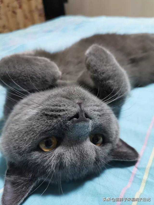 头条问答 猫洗澡后 后爪喜欢抓痒 是什么原因 9个回答