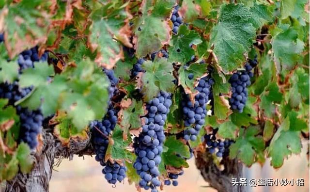 我家住在顶楼，最近想在楼顶搞一个空中花园，能否请大家提供好思路？插图68