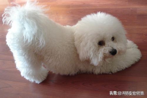 小比熊犬图片:比熊犬有什么样的缺点呢？