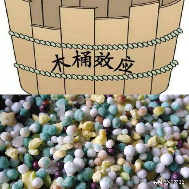 植物必需的营养元素:农作物和营养的关系是怎样的？如何弥补缺失的营养物质？