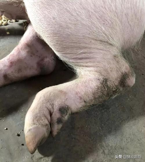 链球菌感染关节炎能治好吗:猪链球菌跛腿什么药最好？ 链球菌感染引起的关节炎怎么治