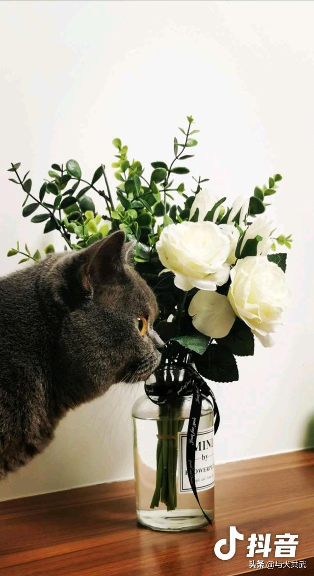 猫捉老鼠酷跑:两只猫天天在家跑酷，每天搞得乱七八糟怎么办？